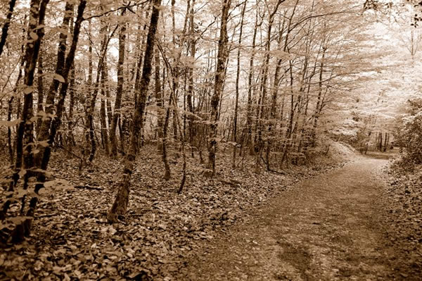 Camino en Sepia