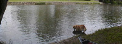 Perro en el Río
