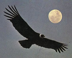 Espiritu Chaman