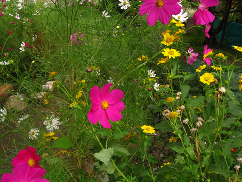 Flores Cosmos y otras flores silvestres